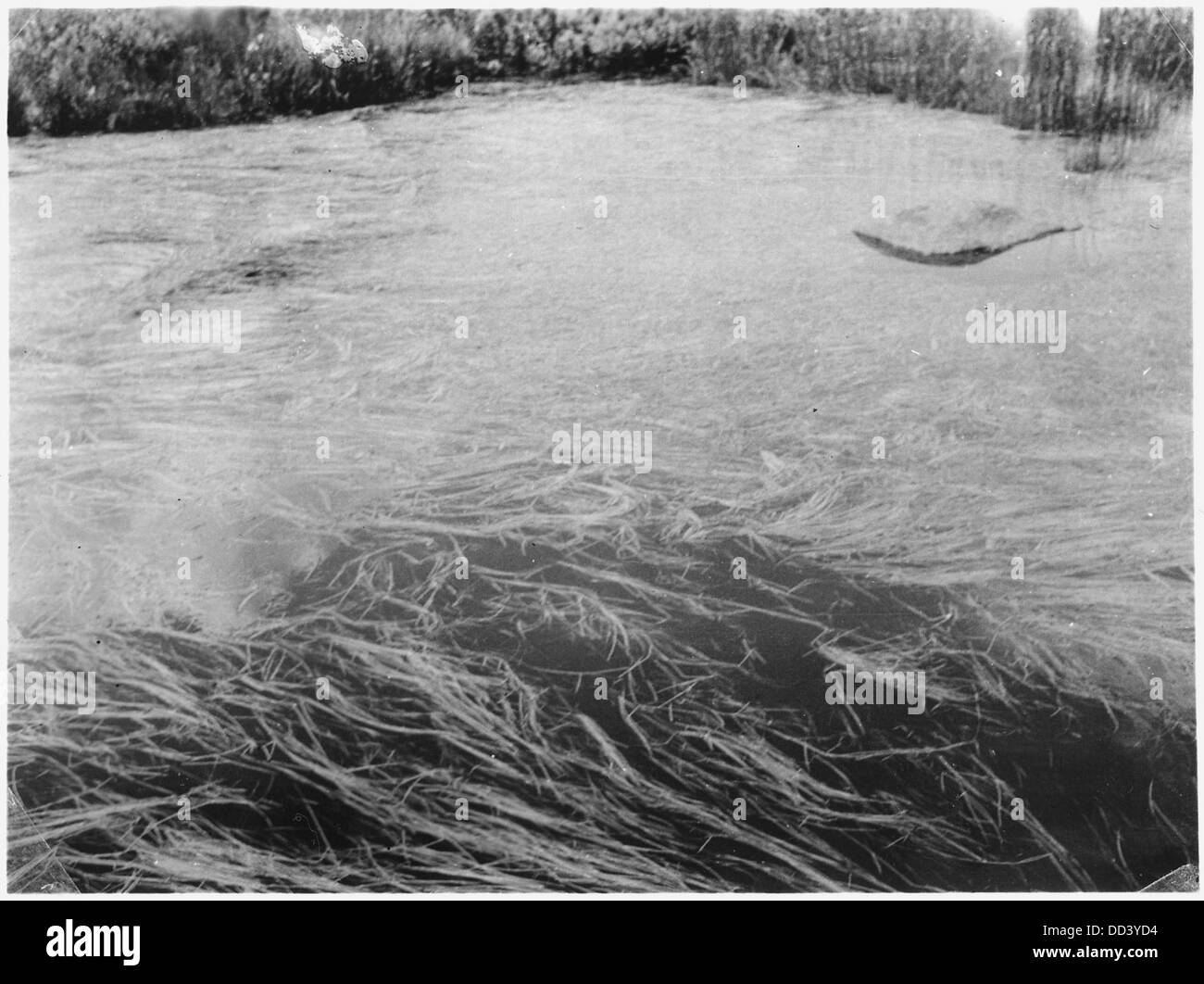 Les plants de riz sauvage, une espèce clé dans les écosystèmes des terres humides nord-américaines, sont représentés ici dans leur habitat naturel, souvent récoltés à des fins alimentaires et culturelles. Banque D'Images