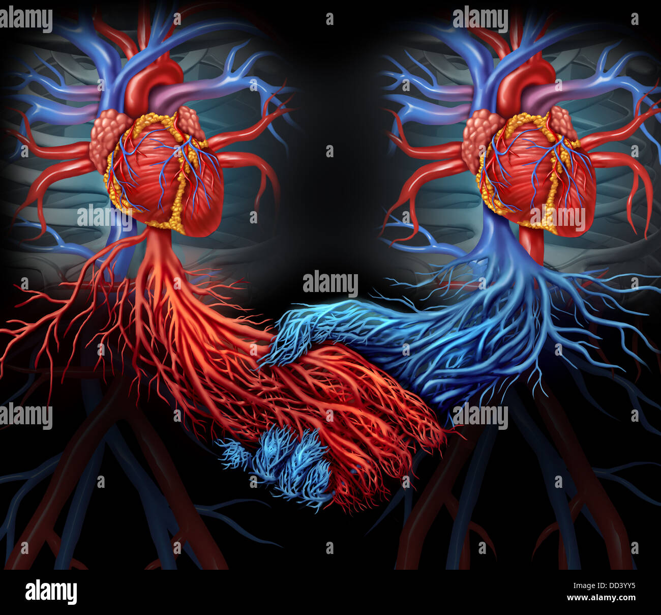 Accord santé concept médical avec un groupe de deux cœurs humains avec le rouge et bleu artères connectés ensemble en forme de Banque D'Images