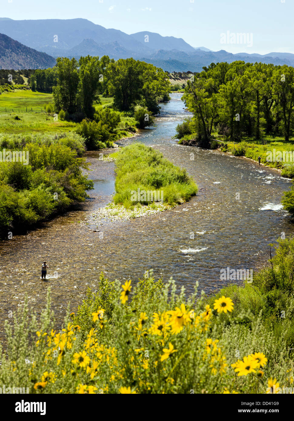 La pêche à la mouche et le tournesol sauvage le long de la rivière Arkansas près de Buena Vista, Chaffee Comté, Colorado, USA Banque D'Images