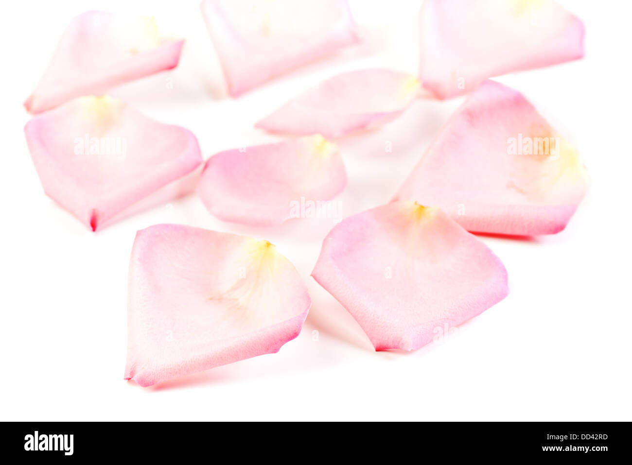 Pétales de roses romance historique Banque D'Images