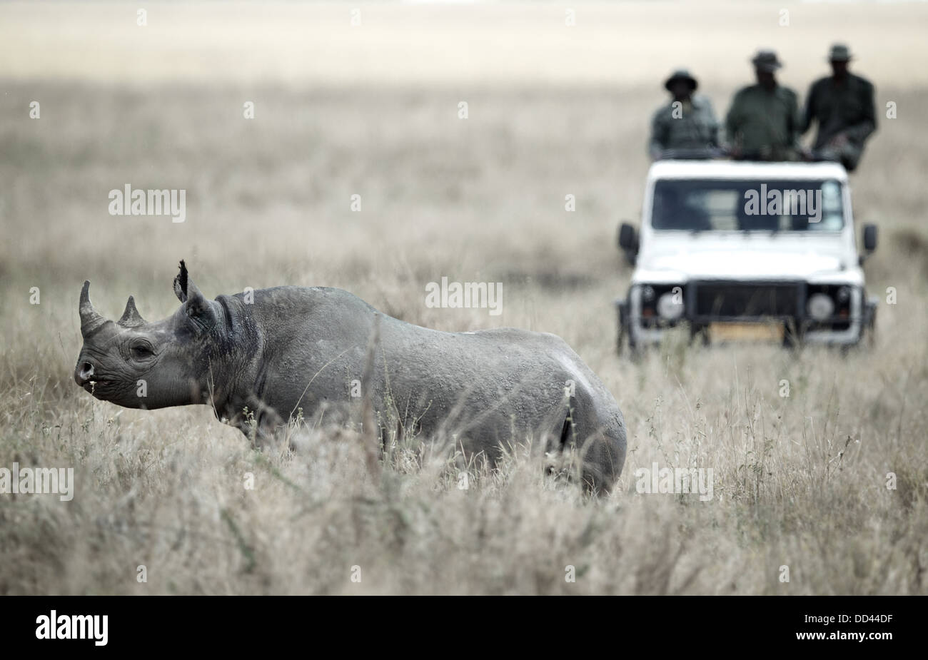 Un rhinocéros noir Diceros bicornis sous surveillance attentive par les gardes de parc tanzanien du TANAPA Banque D'Images