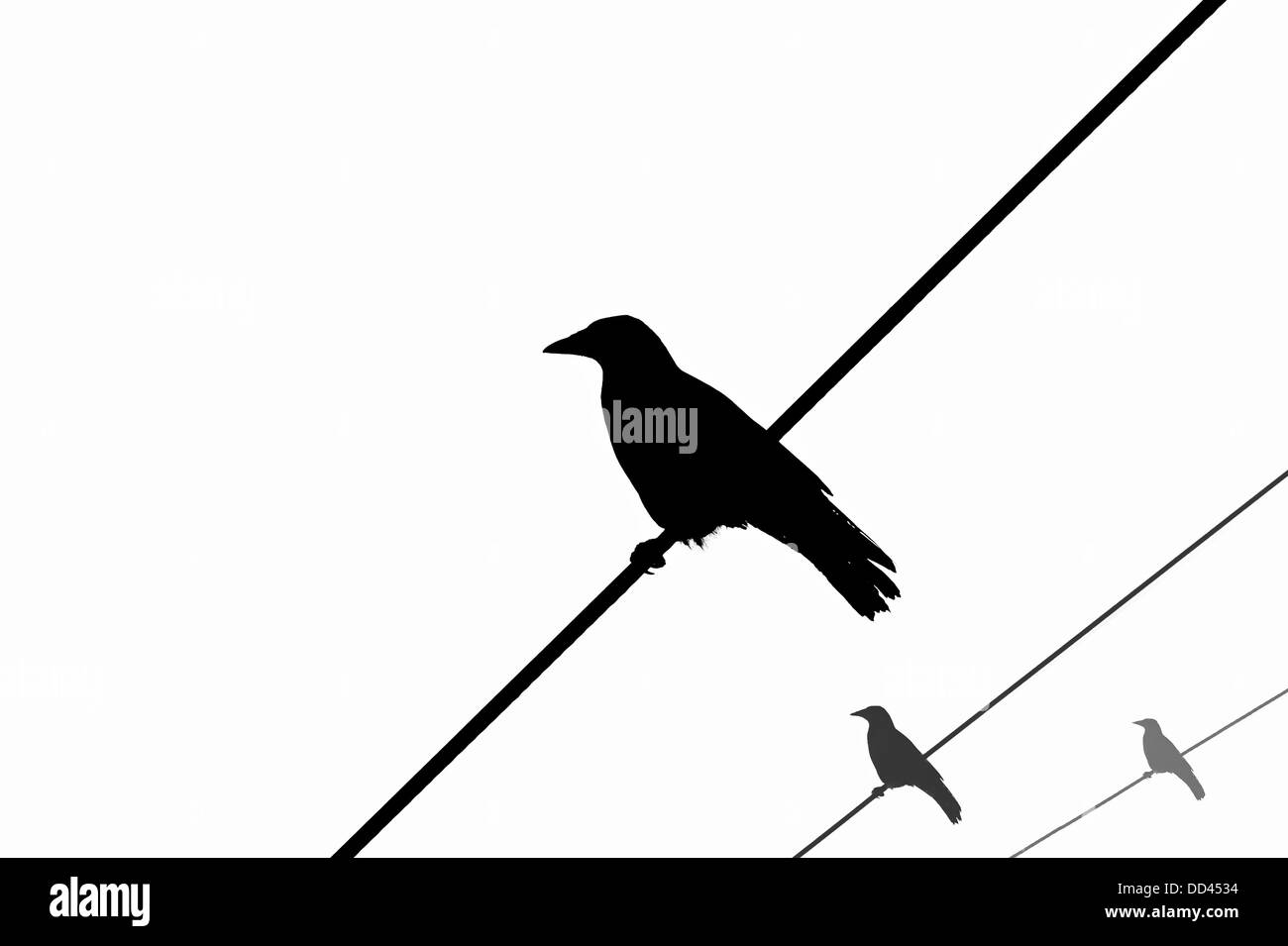 Les corneilles sur les fils, silhouette Banque D'Images