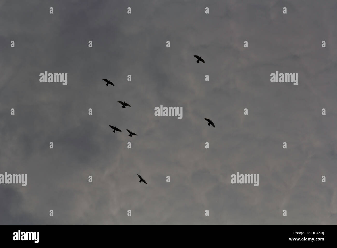 Sept oiseaux dans un ciel nuageux. Ce ne sont pas des oiseaux de grande taille, battant avec peu de frais généraux majestueusement le ciel bleu visible. Banque D'Images