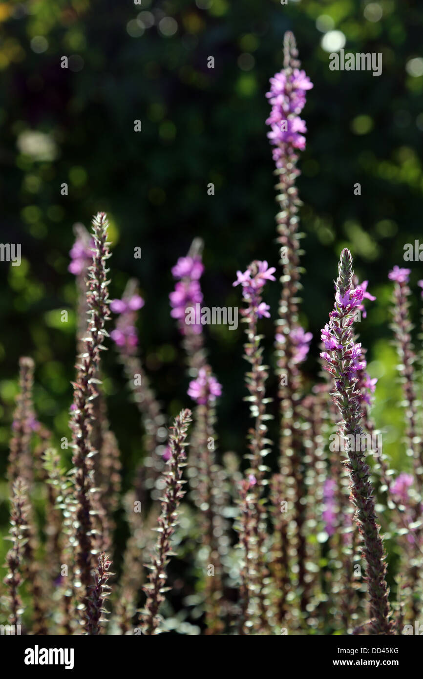 Salvia nemorosa Banque D'Images