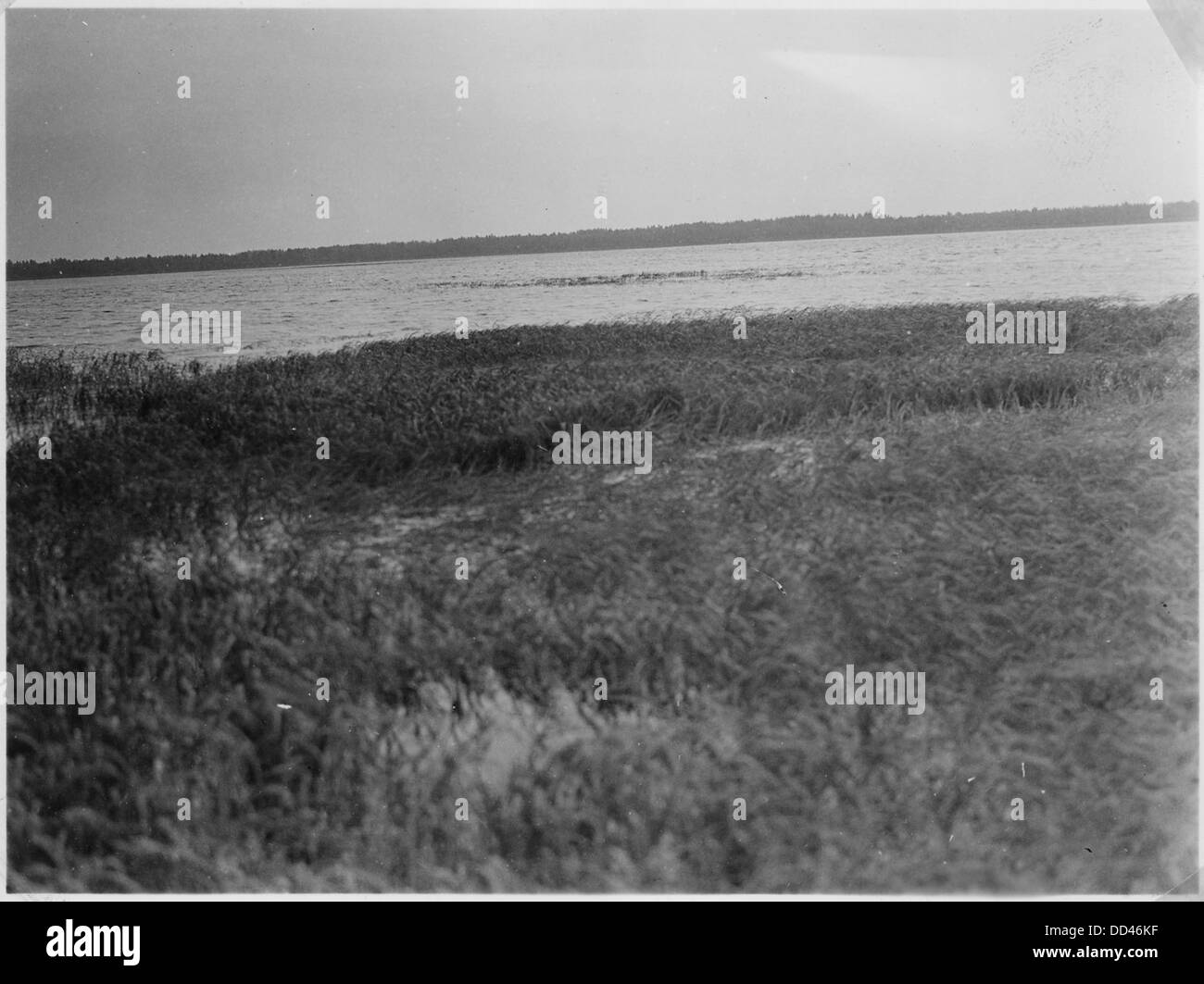 Les plants de riz sauvage, Red Sand Lake - - 285207 Banque D'Images