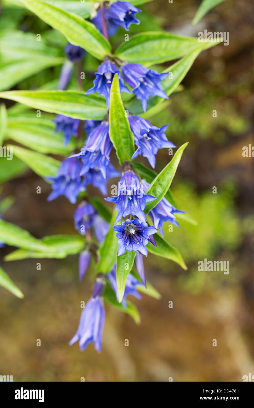 Belle floraison d'été bleu-gentiane, Gentiana asclepiadea willow Banque D'Images