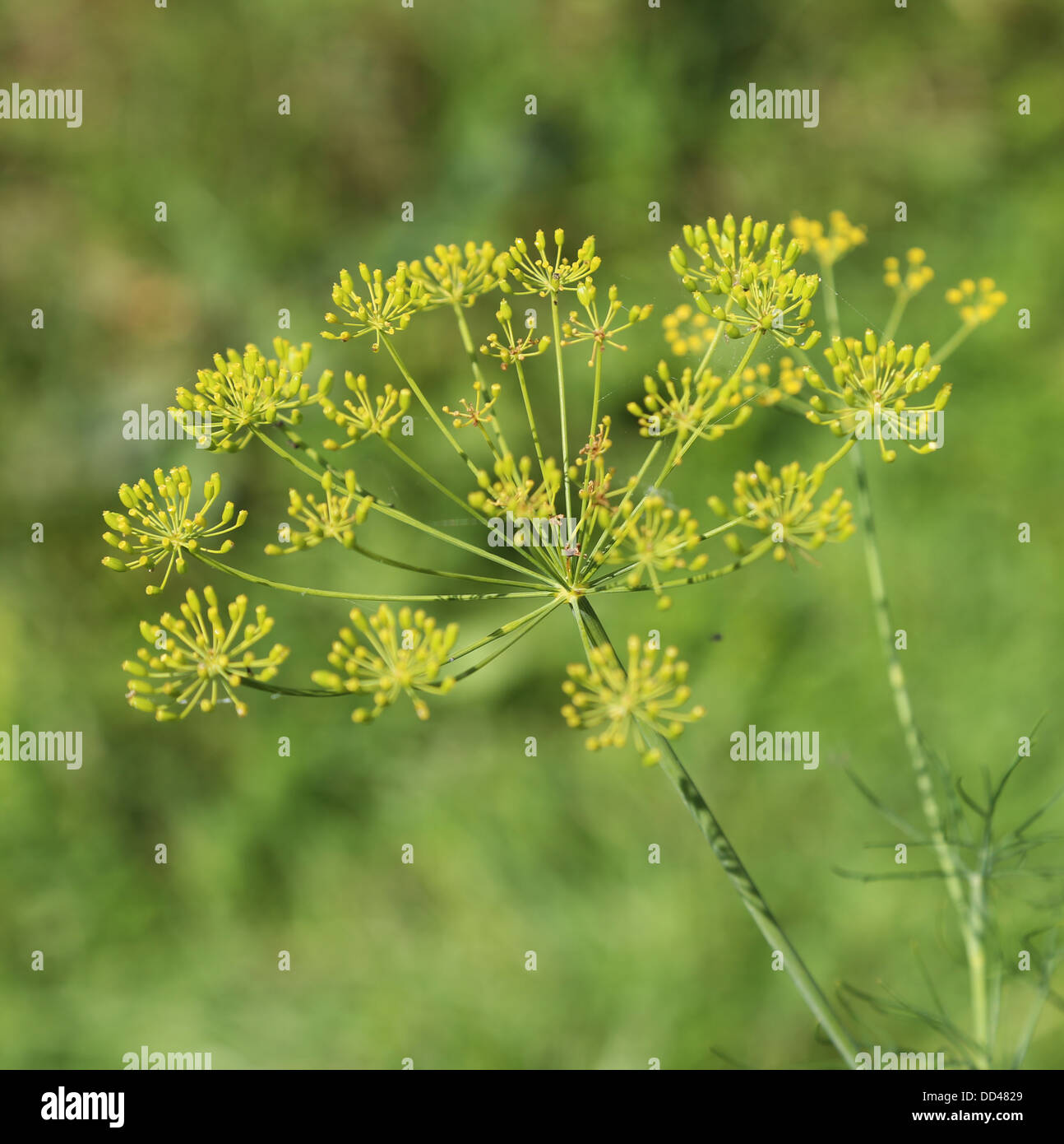 La maturation des plantes Aneth Banque D'Images