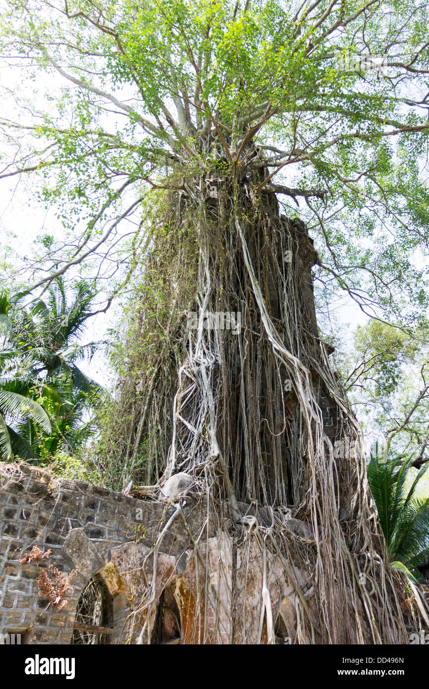 Vieil arbre près de ruines d'une église, l'Église presbytérienne, l'île de Ross, Port Blair, Andaman et Nicobar, Inde Banque D'Images
