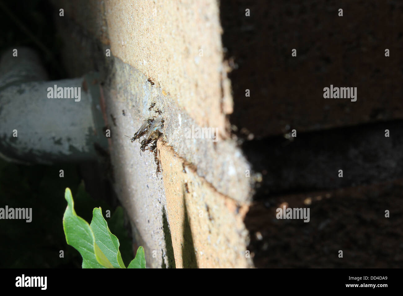 Les fourmis ailées sortant par brick wall Banque D'Images