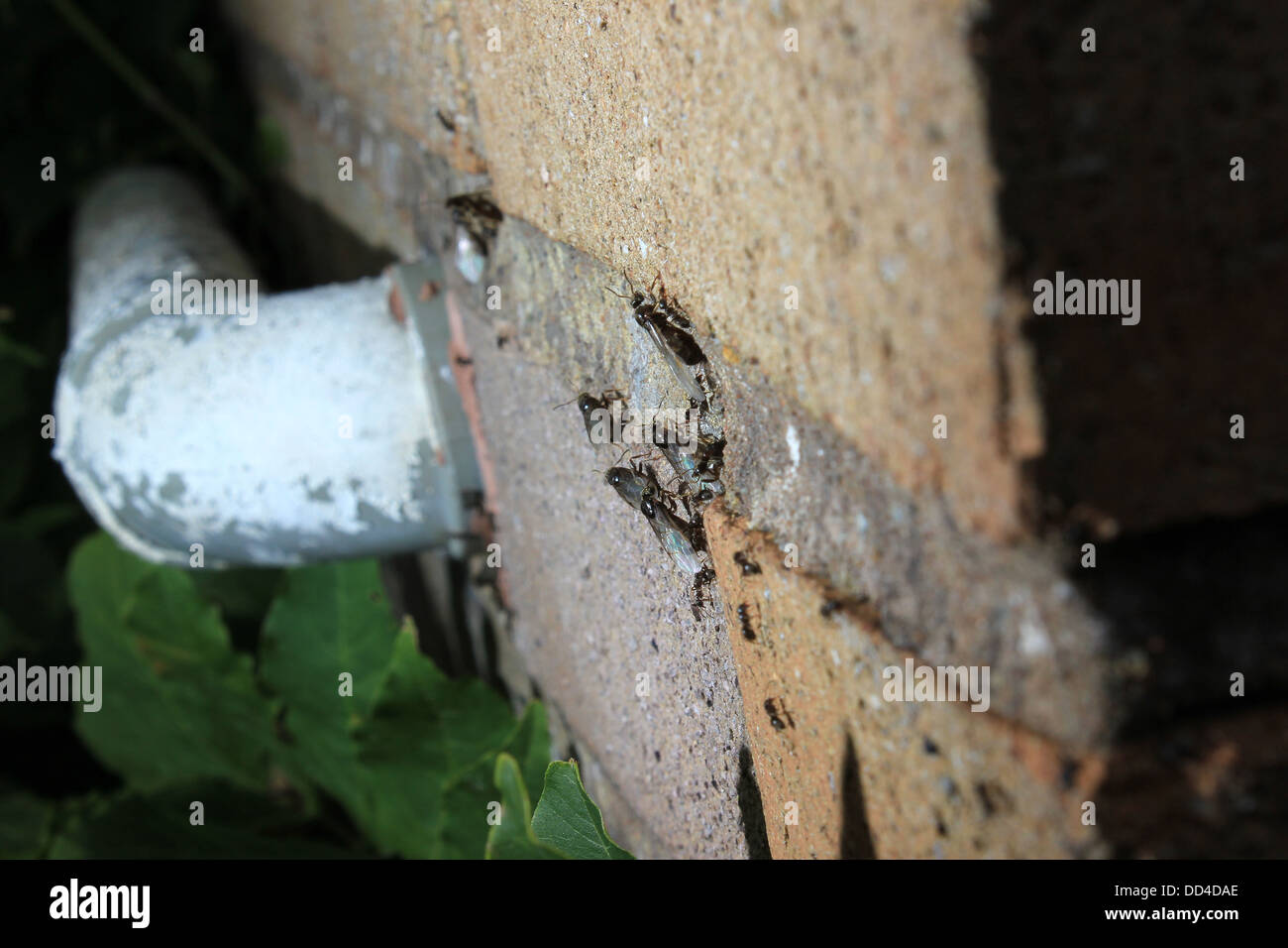 Les fourmis ailées sortant par brick wall Banque D'Images