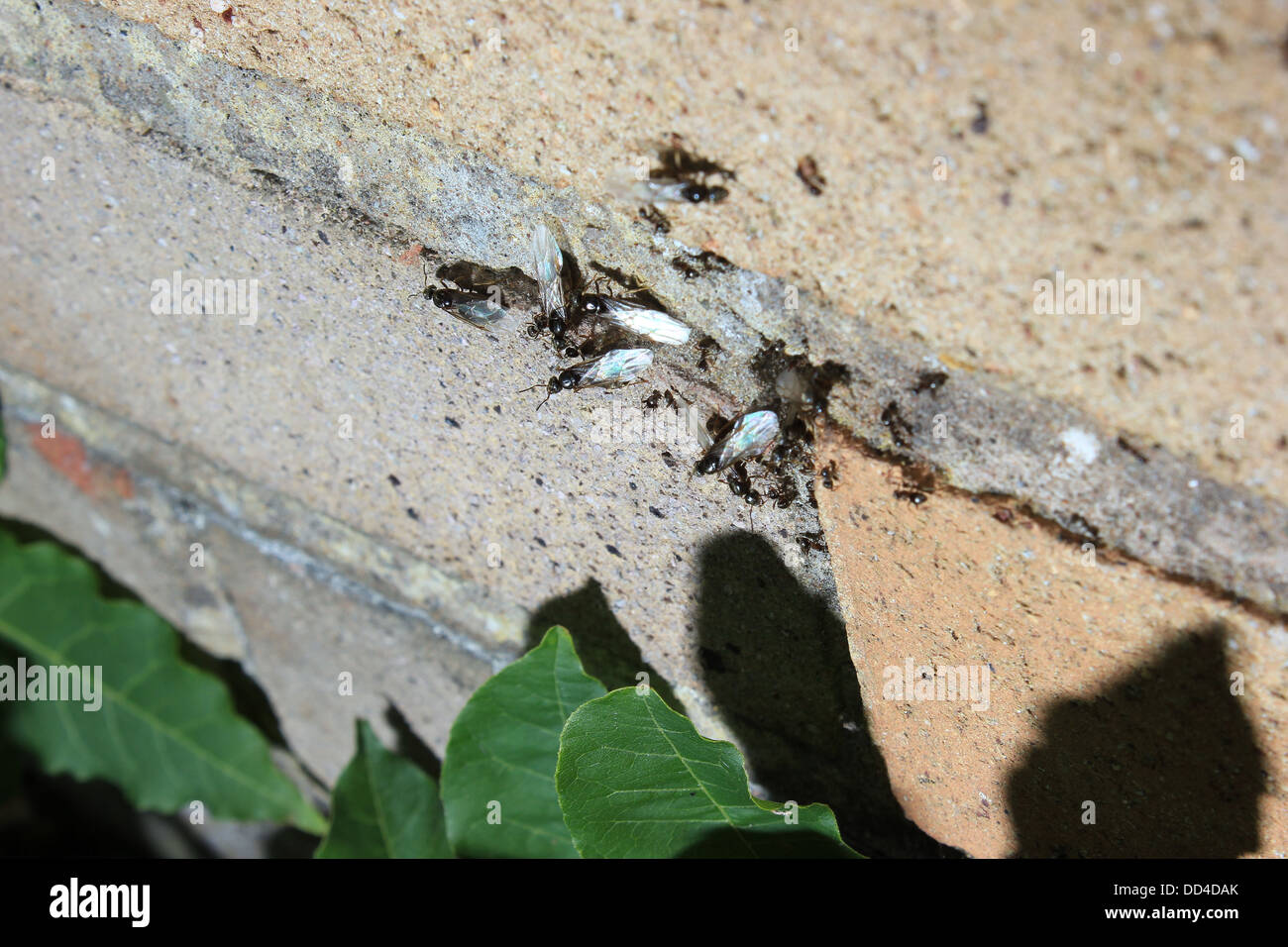 Les fourmis ailées sortant par brick wall Banque D'Images