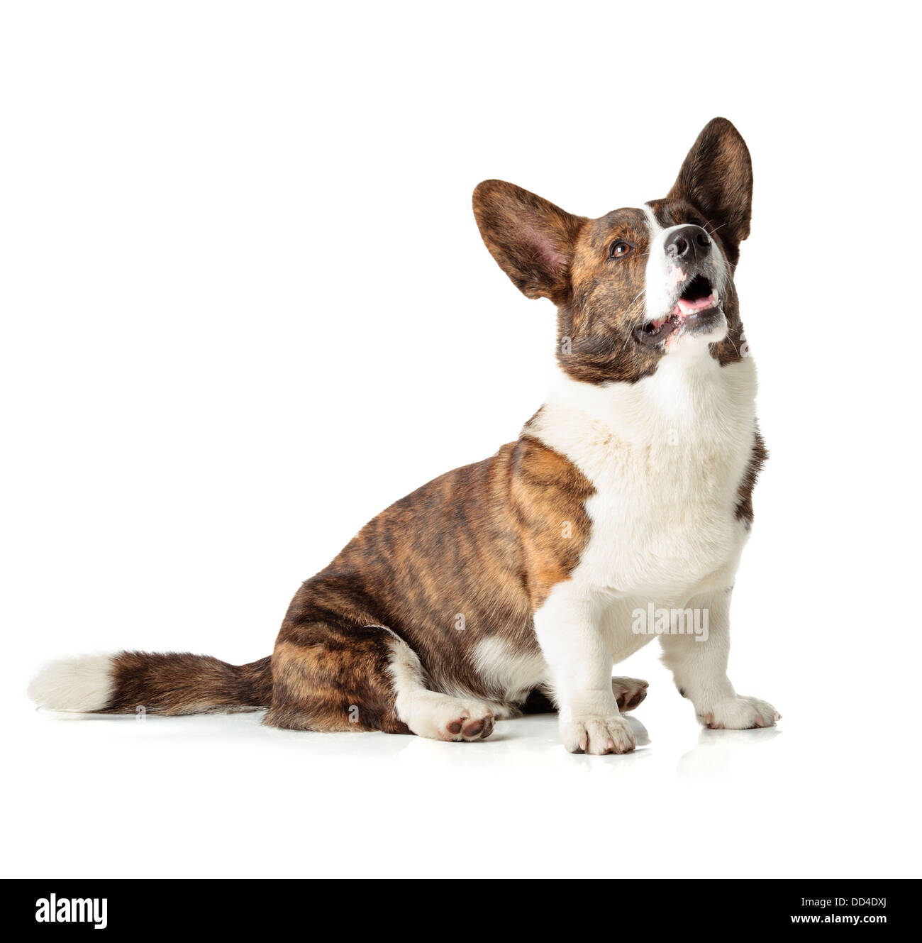 Welsh Corgi Cardigan isolé sur fond blanc Banque D'Images