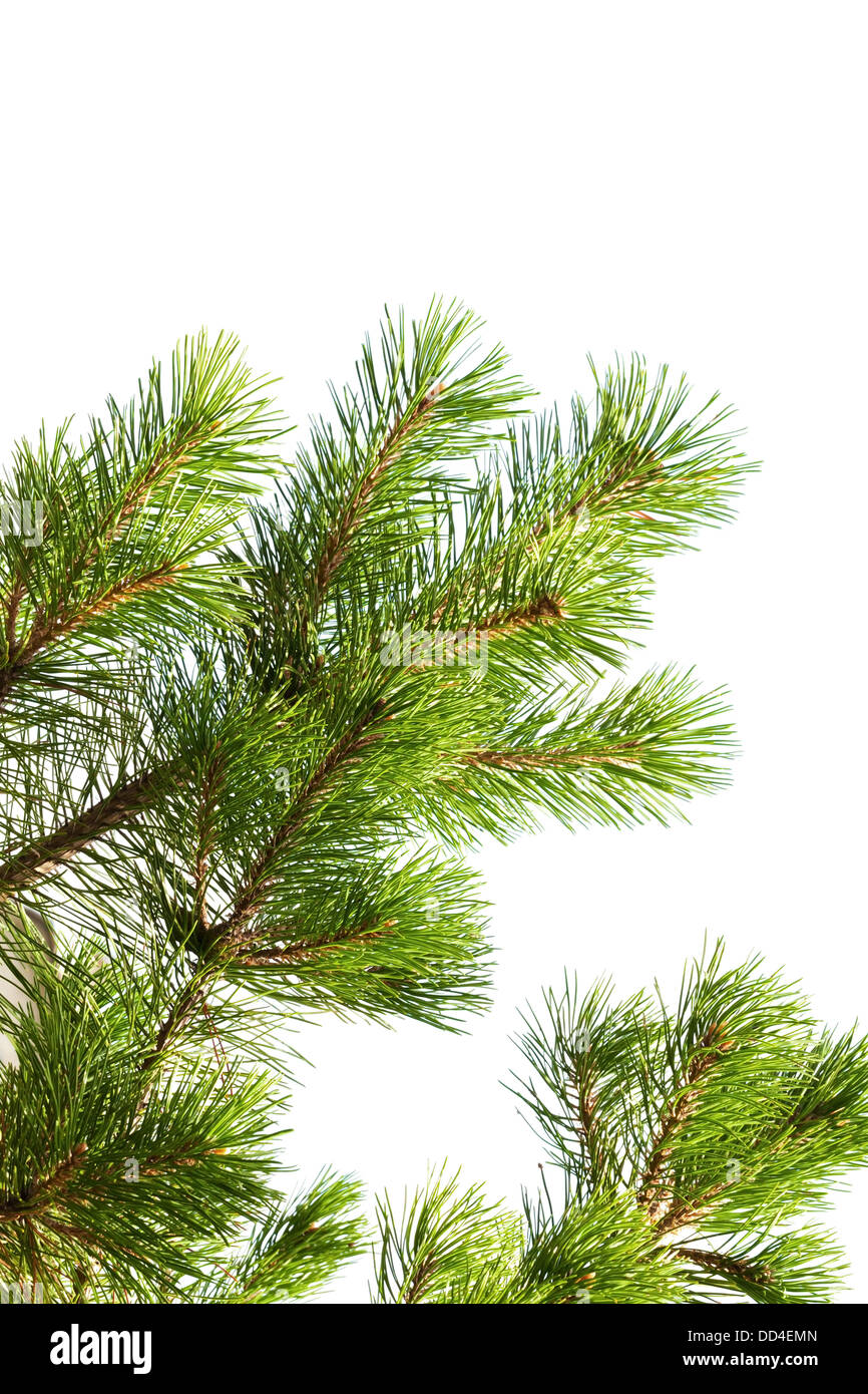 Macro photo de pine tree branch isolated on white Banque D'Images