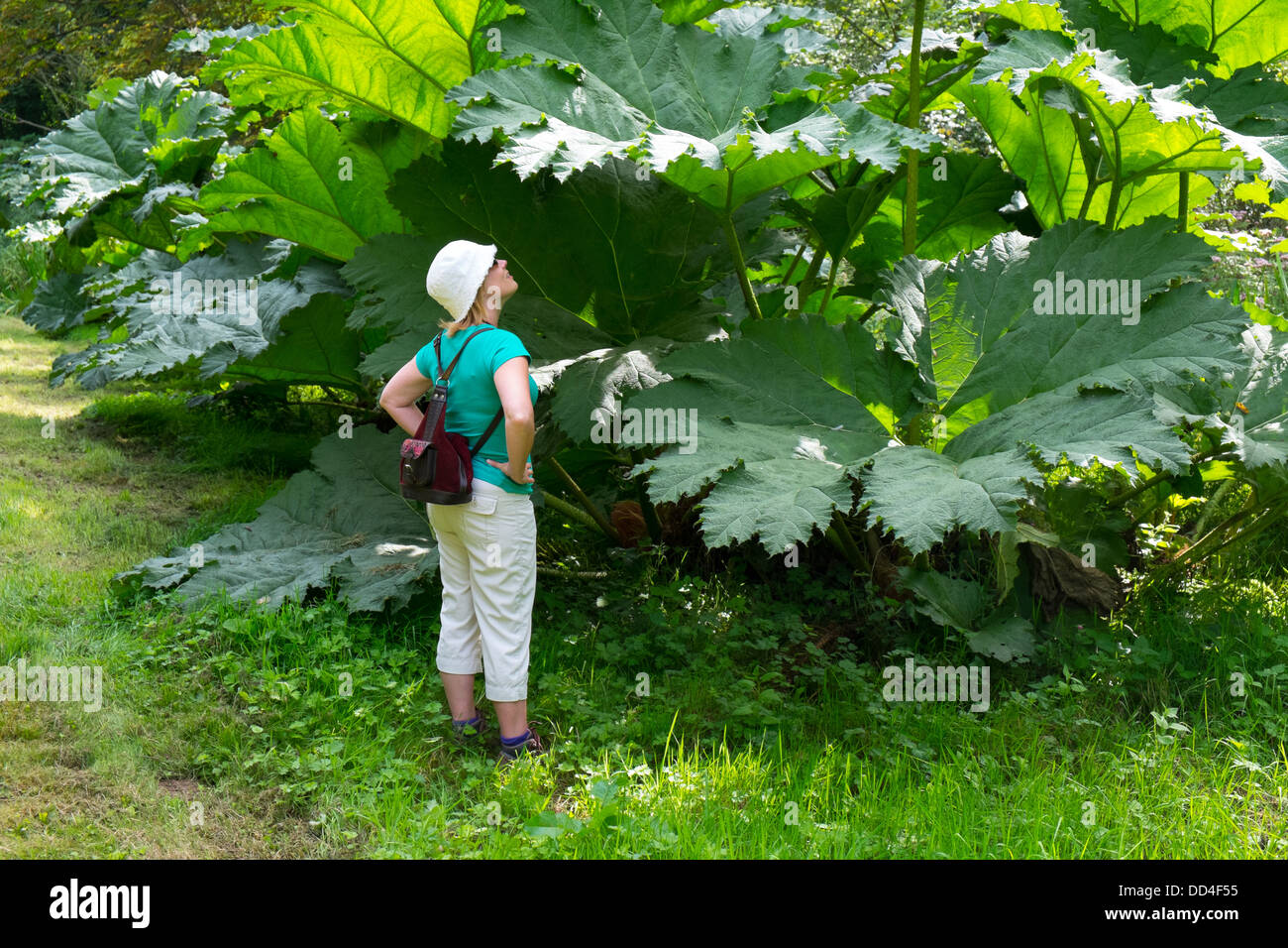 Woman looking at Gunnera manicata, rhubarbe géante, en Angleterre, Août Banque D'Images