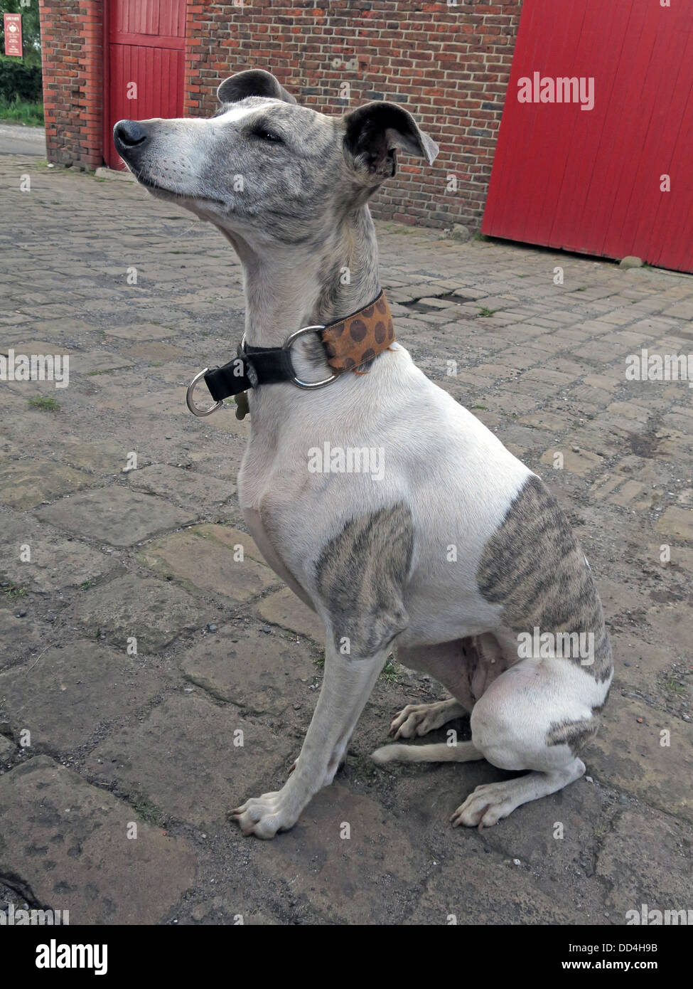 Grey & white Jack Russell Chien dans ses maîtres posent la voix Banque D'Images