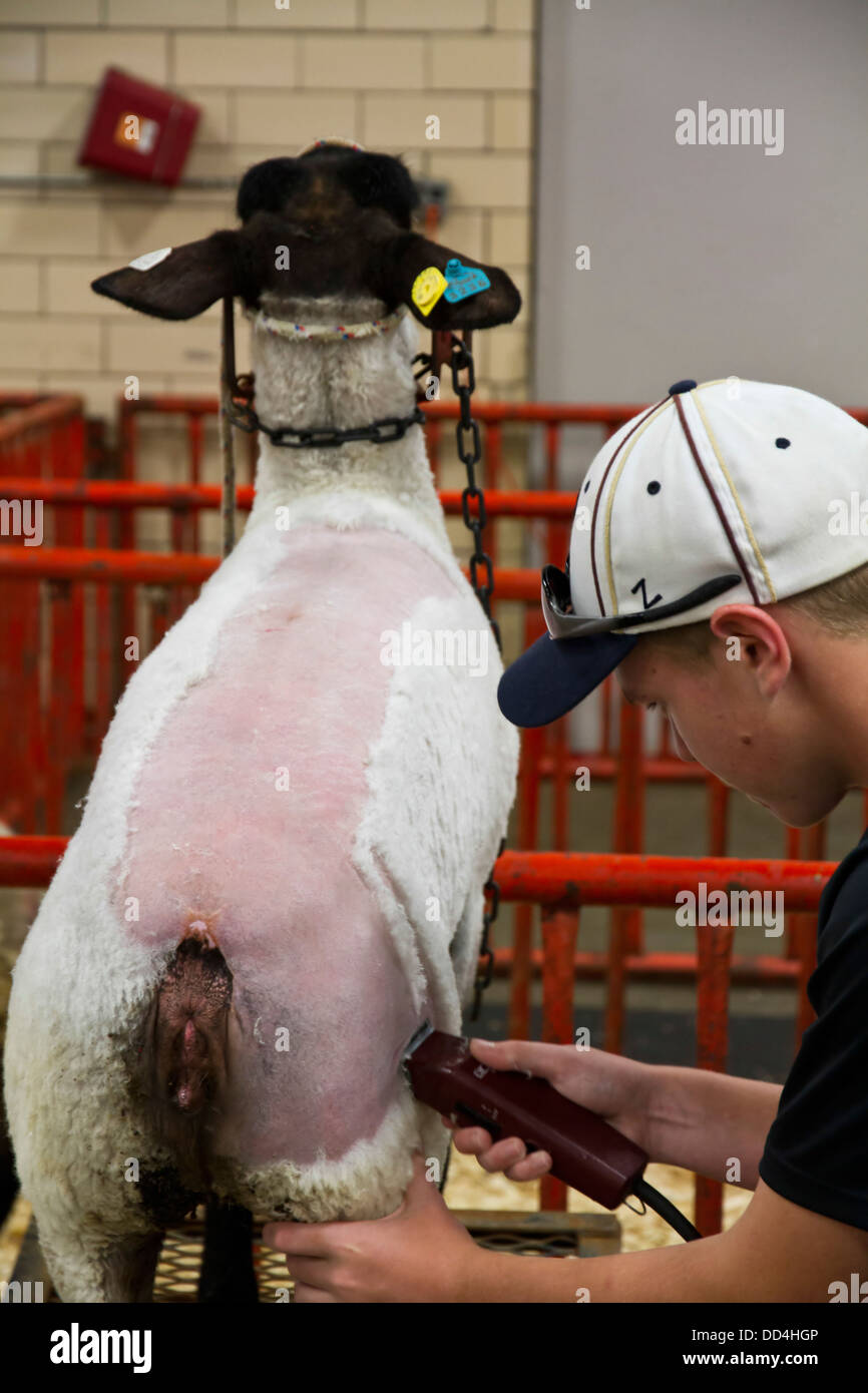 Lors de la tonte des moutons 2011 Kentucky State Fair. New York, USA Banque D'Images