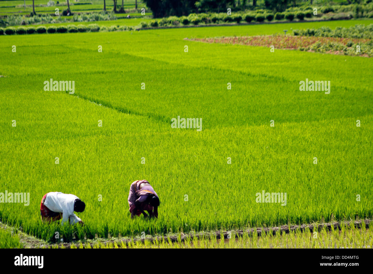 Les agriculteurs indiens semer des graines dans une rizière, Karnataka, Inde Banque D'Images