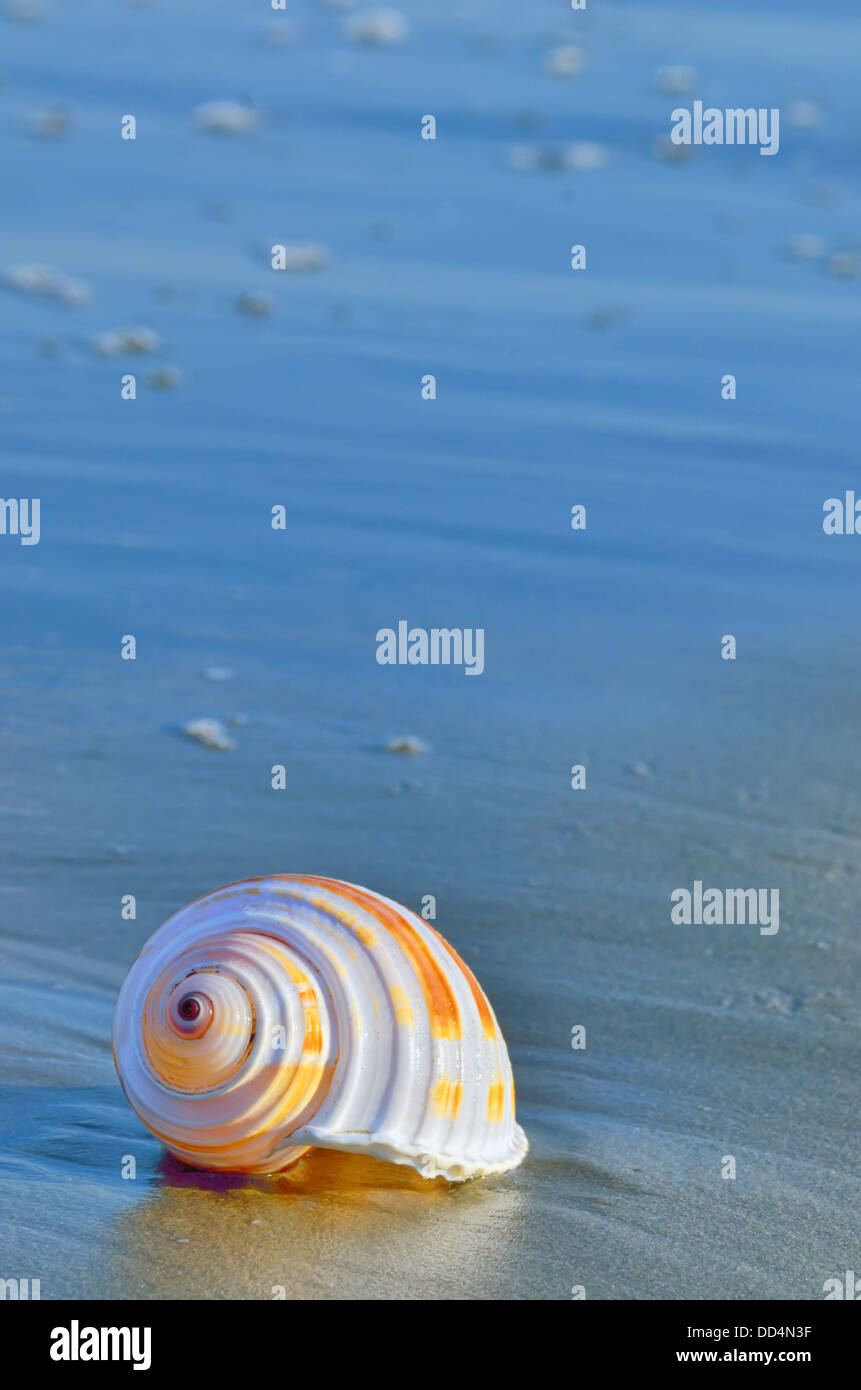 Shell sur une plage avec la réflexion dans l'heure d'été Banque D'Images