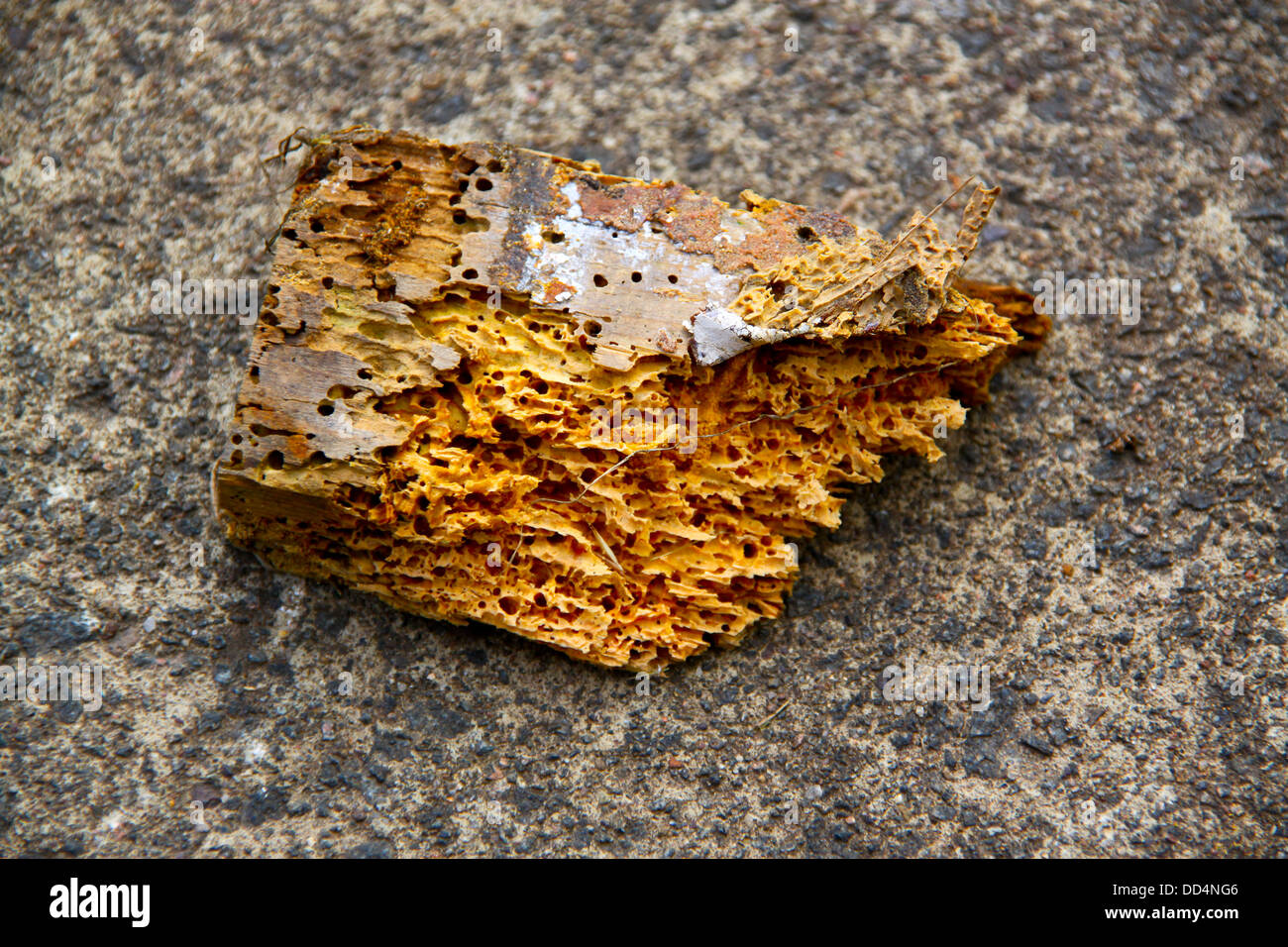 Dommages à woodworm Golf Polo typique pièce de bois Banque D'Images