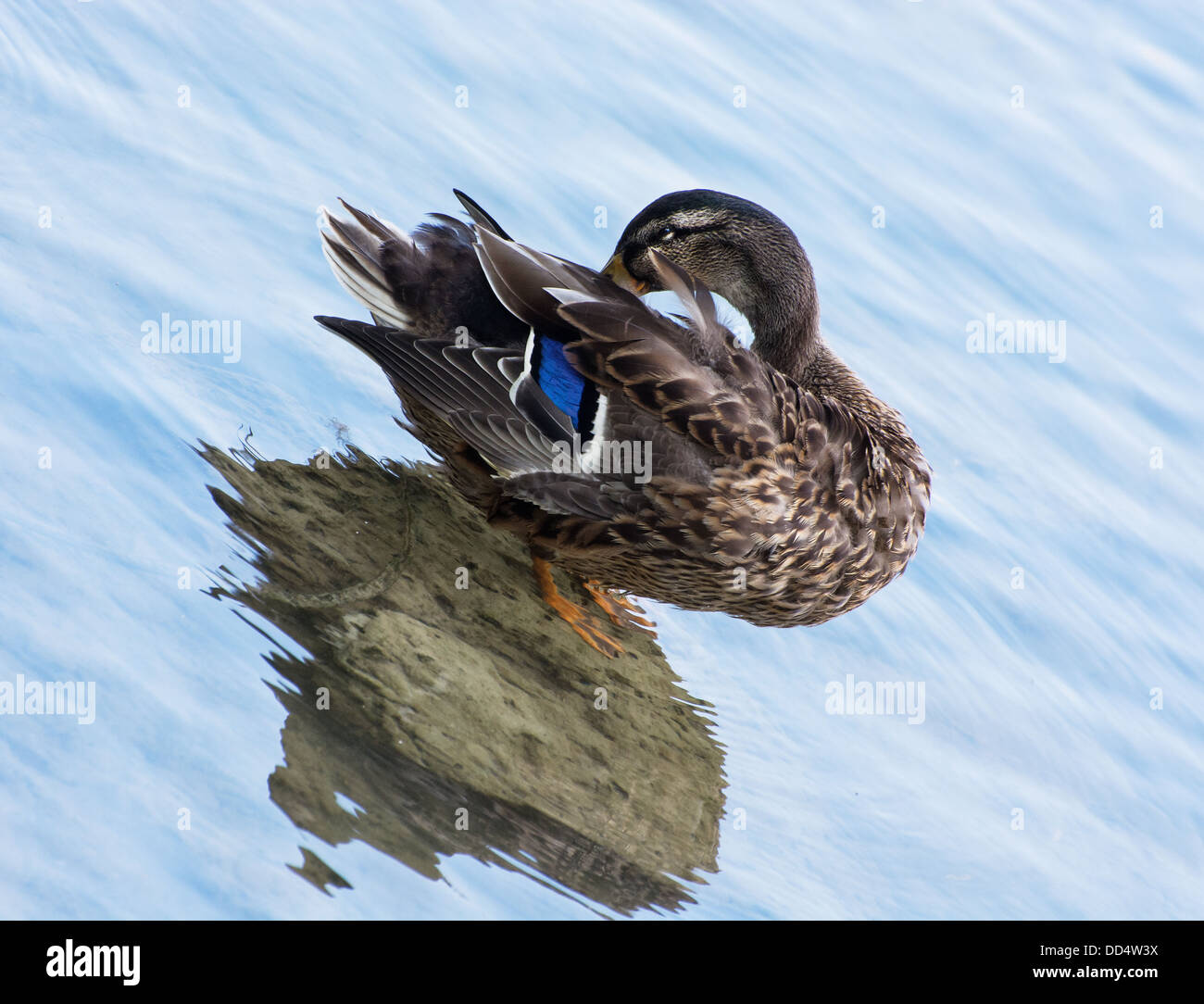 Canard colvert le nettoyage dans l'eau. Banque D'Images