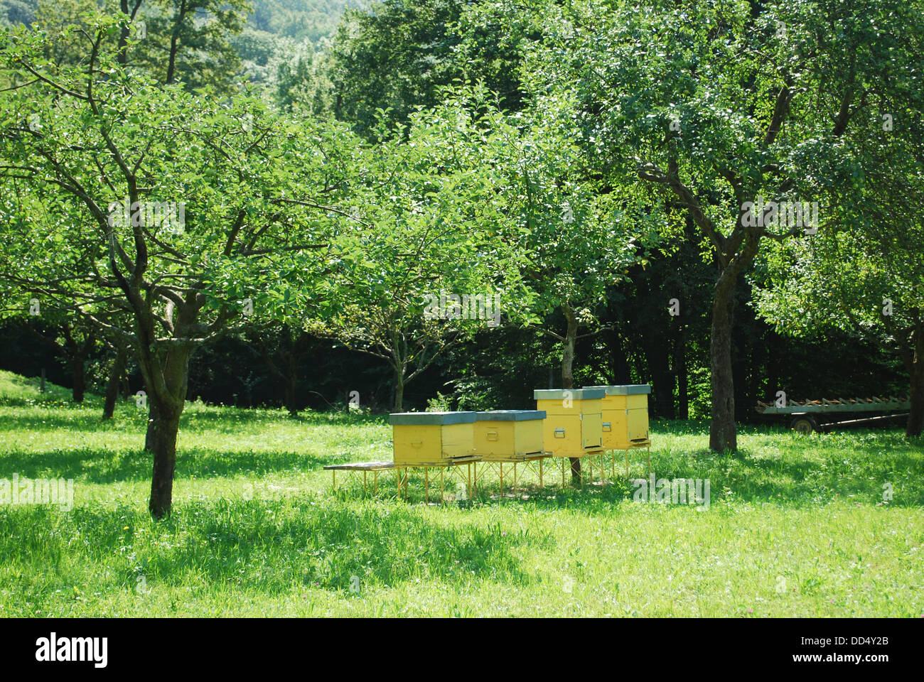 Les ruches de jaune pour les abeilles du miel dans un champ entouré d'arbres Banque D'Images