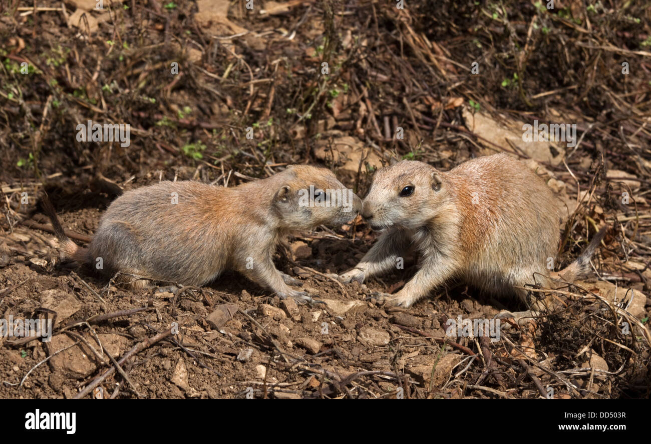 Chien de prairie à queue noire (Cynomys ludovicianus) les mineurs de jouer Banque D'Images