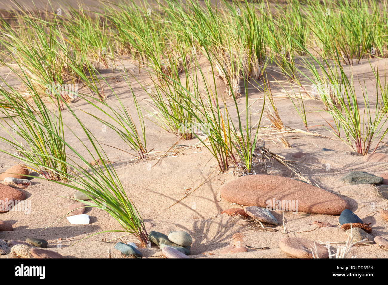 L'herbe pousse maram sauvage sur une plage de l'Île du Prince Édouard. Banque D'Images