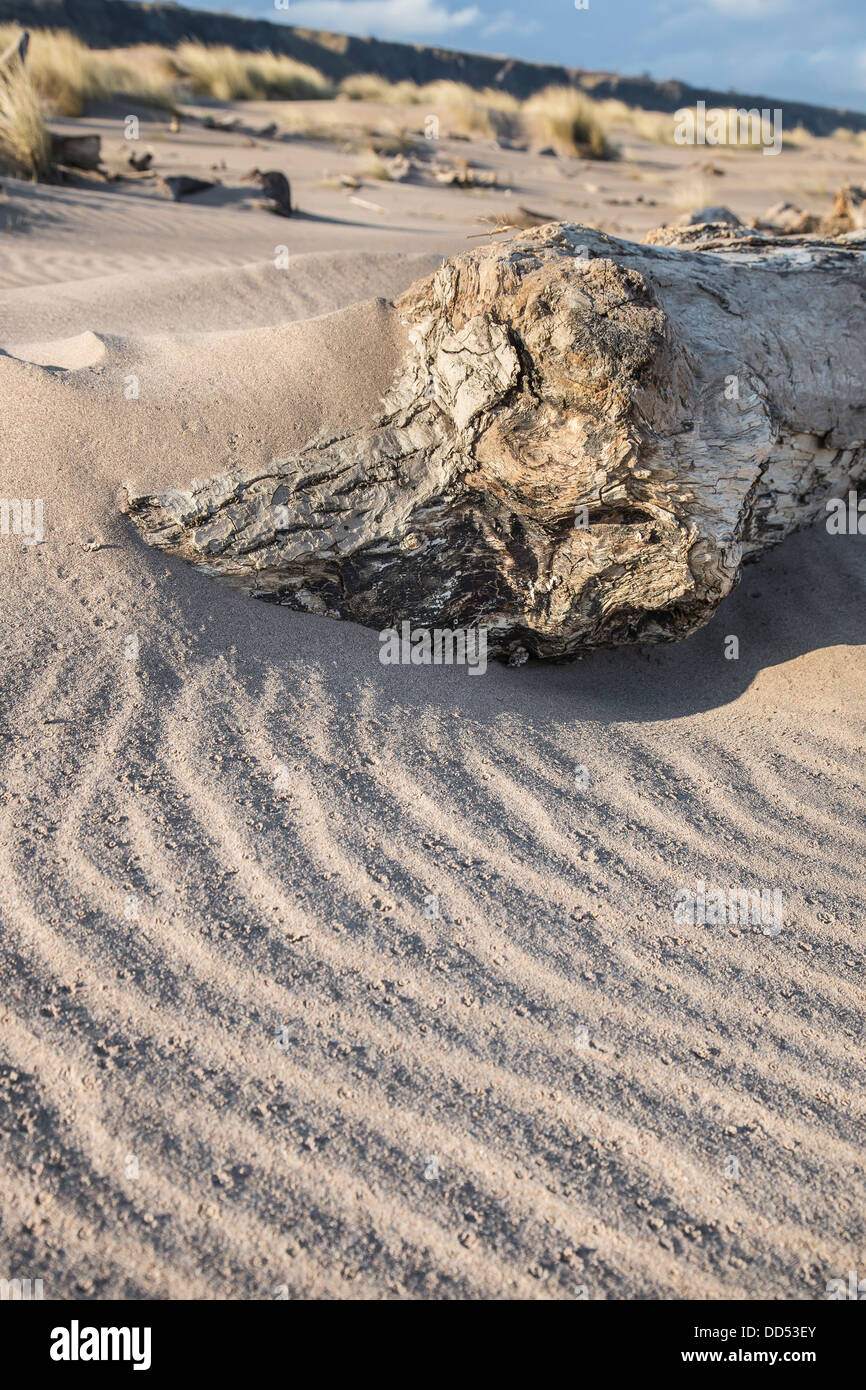 Driftwood & sand à St Cyrus en Ecosse Banque D'Images