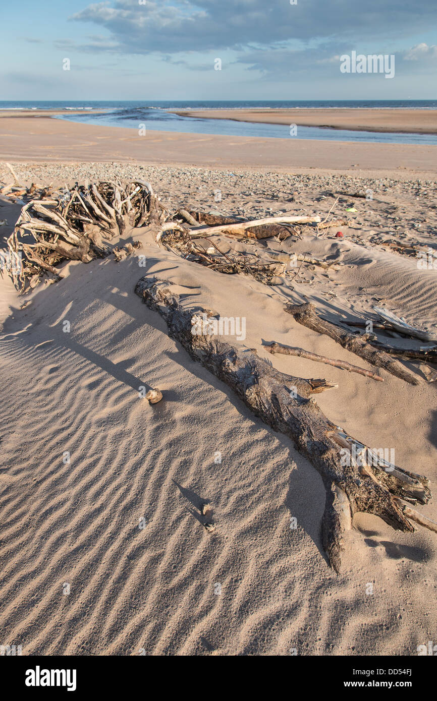 Driftwood & sand à St Cyrus en Ecosse Banque D'Images
