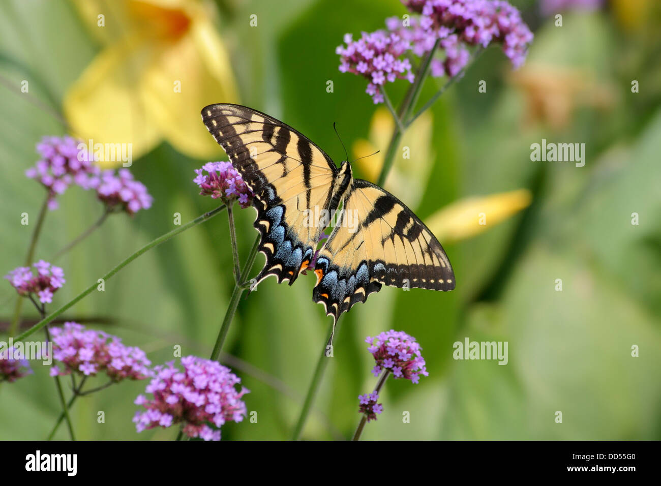 Un beau papillon, l'Est Tiger Swallowtail brésilien sur la Verveine Fleurs, Papilio Glaucus Banque D'Images