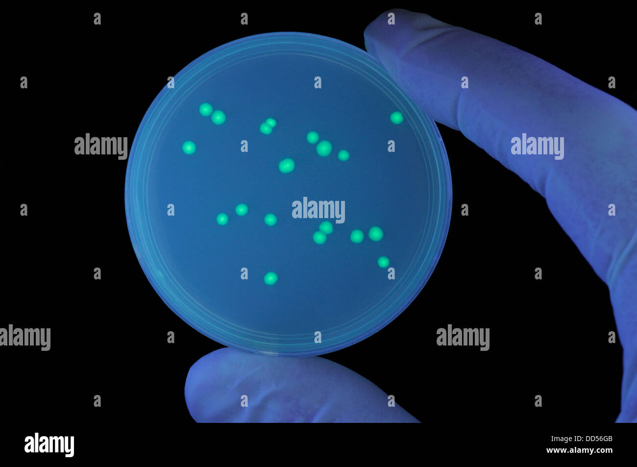 Les colonies de bactéries transformées contenant un gène de méduse GFP (Green Fluorescent Protein), provoquant la bioluminescence vert. Banque D'Images