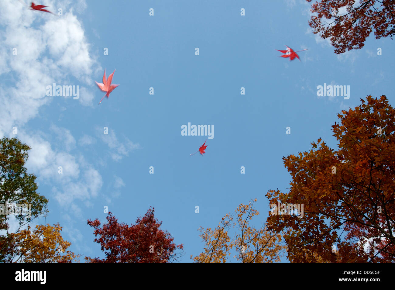 Feuille feuilles d'érable tombant contre un ciel d'automne bleu Banque D'Images
