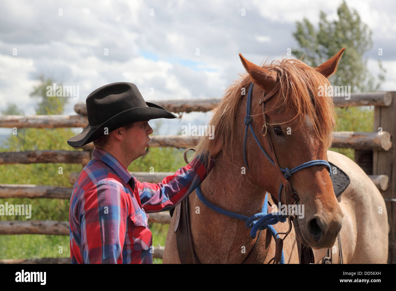 Cheval calme cowboy durant la formation dans le corral, dans le Montana, USA Banque D'Images