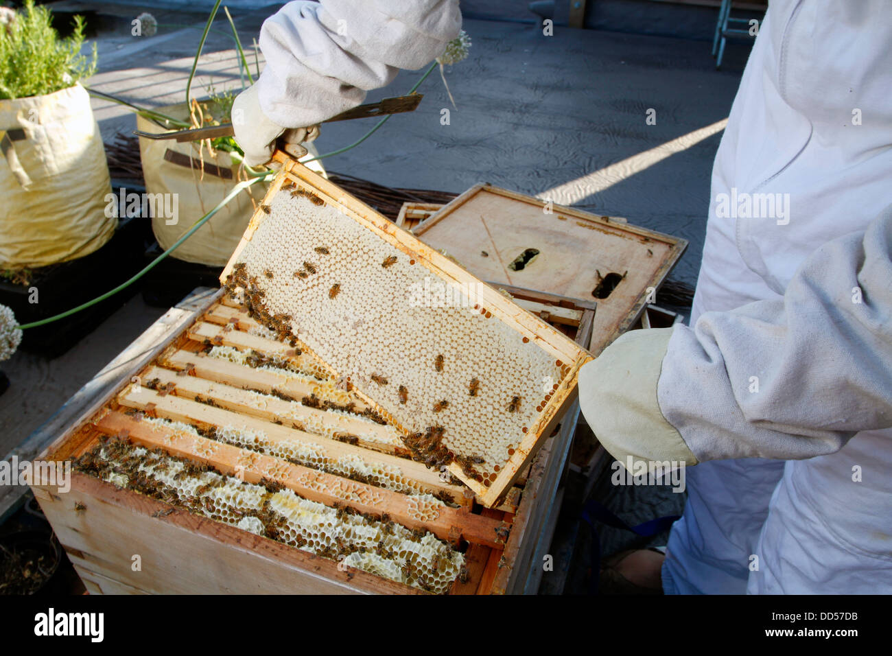 Elena Polisano garde une ruche d'abeilles sur le toit de la pub trois cerfs dans Lambeth à Londres Banque D'Images
