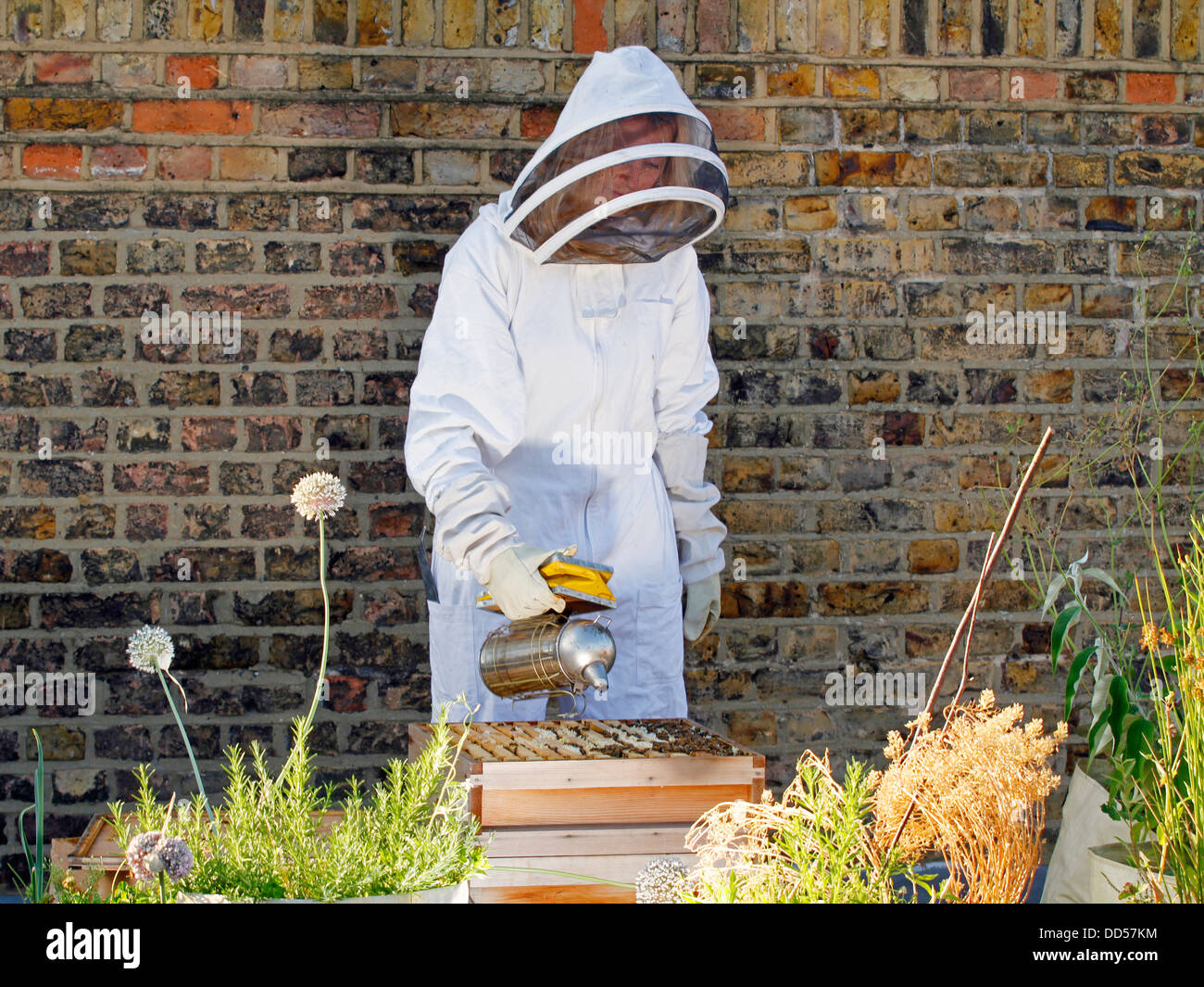 Elena Polisano garde une ruche d'abeilles sur le toit de la pub trois cerfs dans Lambeth à Londres Banque D'Images