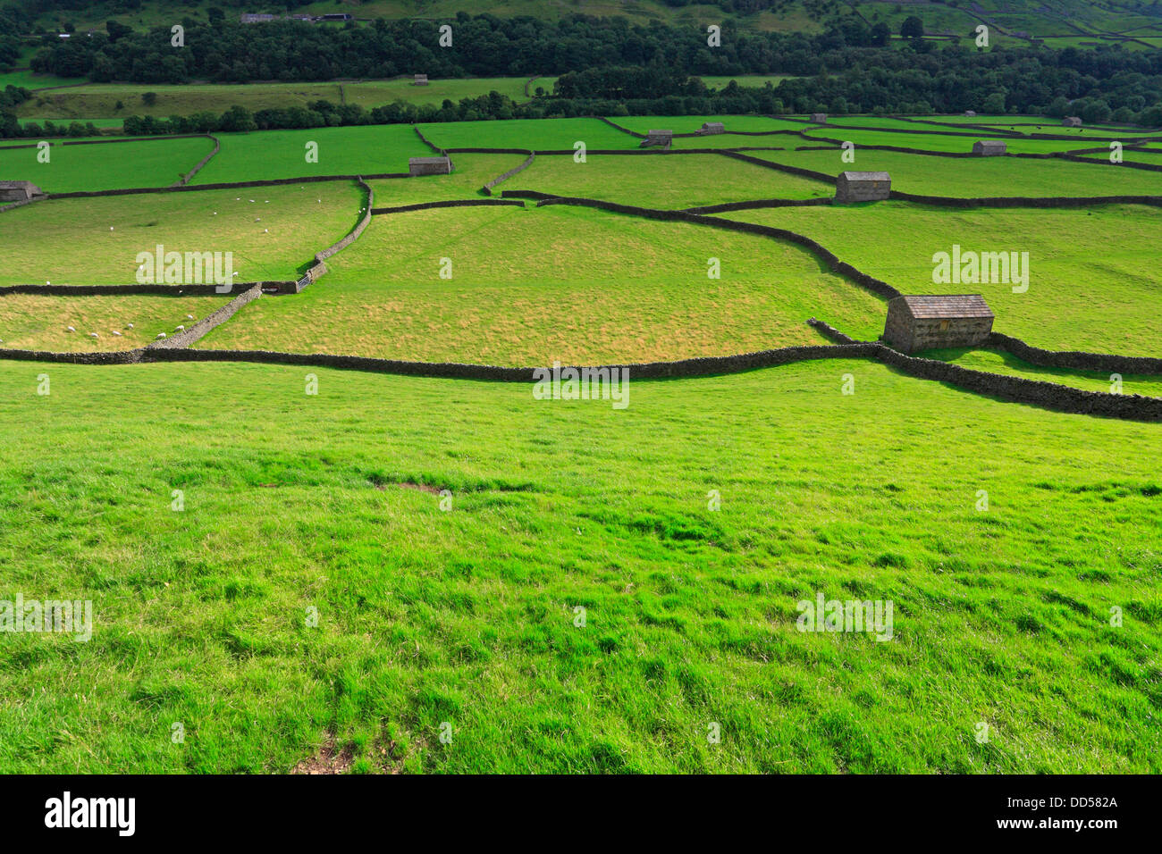 Domaine des granges et des murs en pierre sèche dans la région de Gunnerside Swaledale, Yorkshire du Nord, Yorkshire Dales National Park, England, UK. Banque D'Images