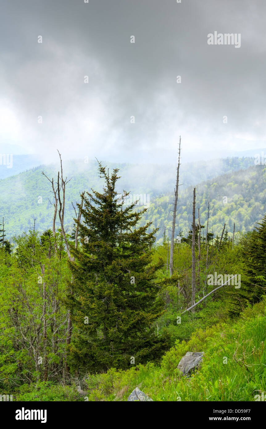 La vue du sommet de la Coupole Clingman dans les Great Smoky Mountains National Park Banque D'Images