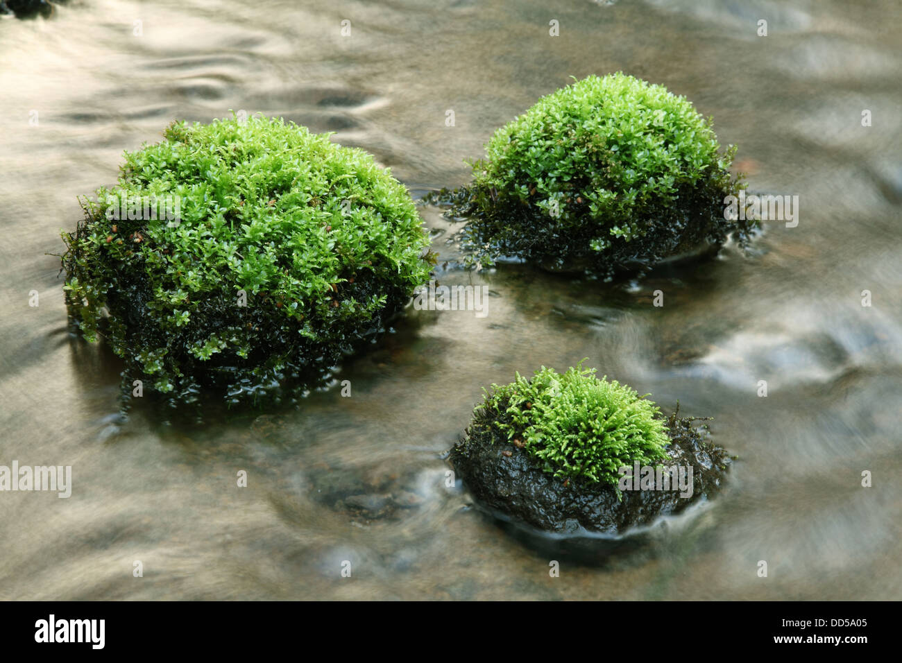 Cours d'eau et de pierres couvertes de mousse Banque D'Images