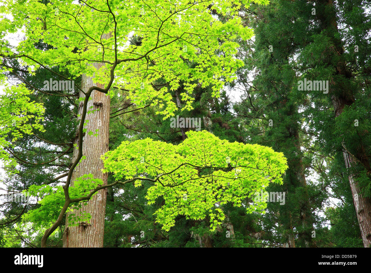 Verdure, préfecture d'Aichi Banque D'Images