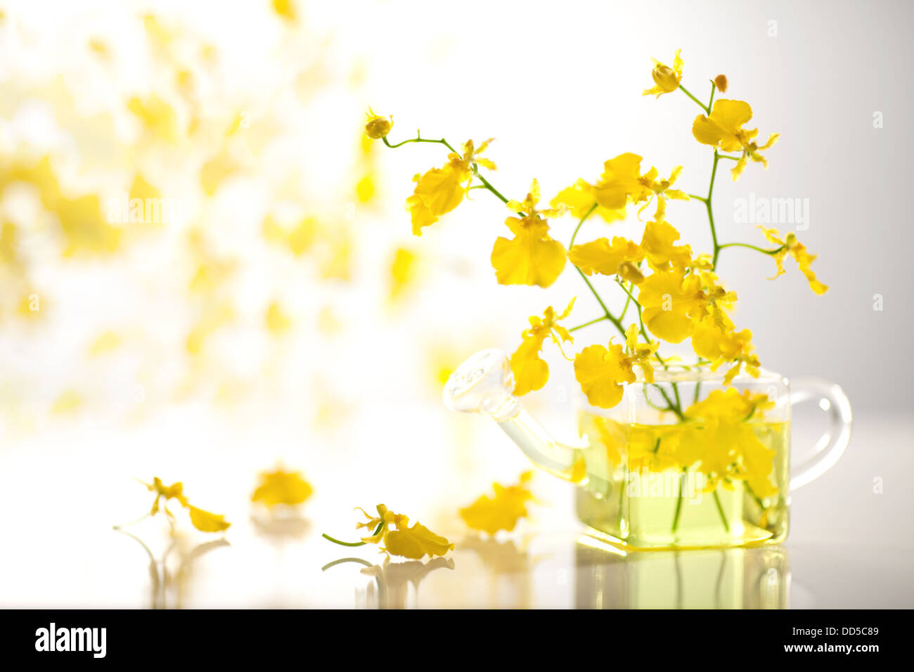 L'Oncidium fleurs dans vase en verre Banque D'Images