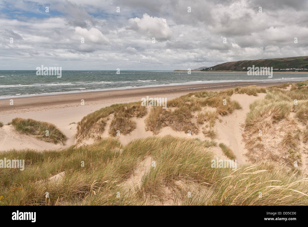 L'ammophile entre les dunes de sable Ynyslas la stabilisation du matériel roulant encore en croissance et des monticules de sable ridge bardeaux Banque D'Images