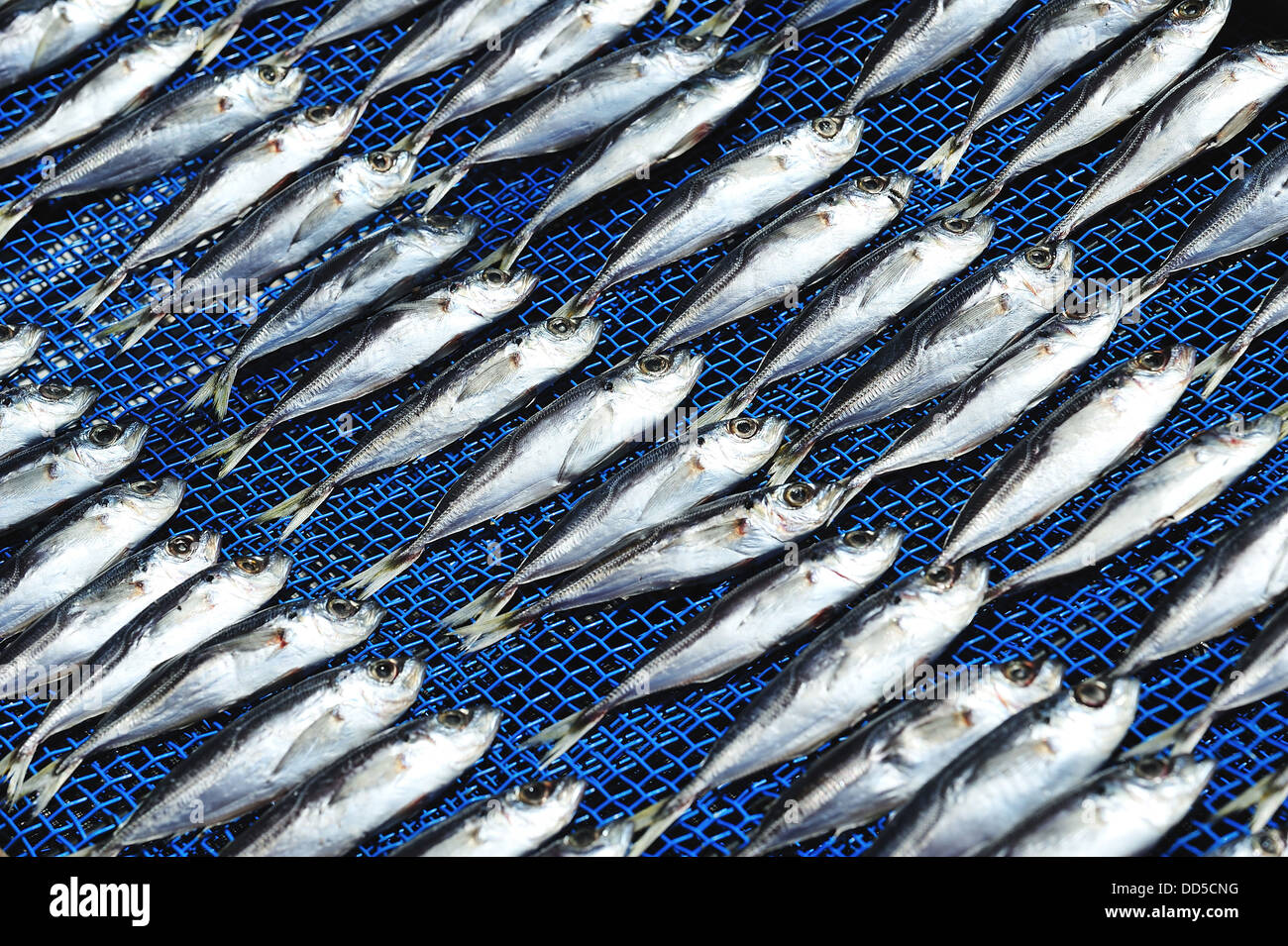 Le séchage du poisson sous le soleil Banque D'Images