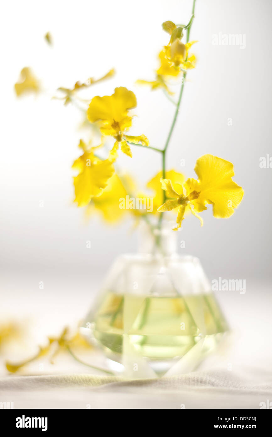 L'Oncidium fleurs dans vase en verre Banque D'Images