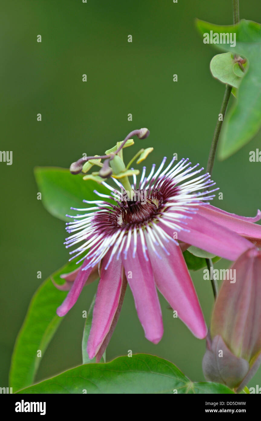 La passion des fleurs : Passiflora violacea x Banque D'Images