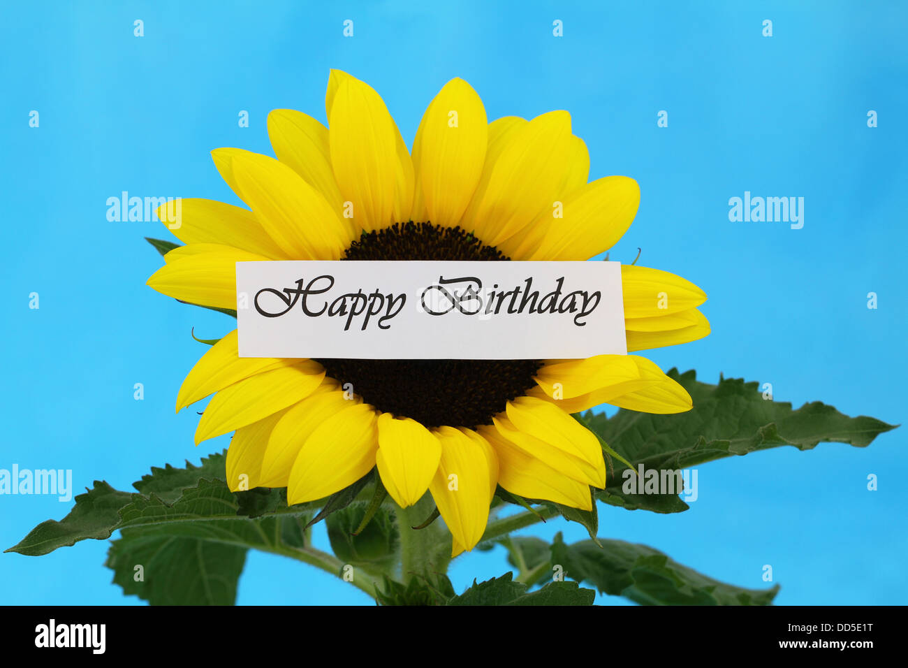 Carte Postale For Sale Avec L'œuvre « Carte De Joyeux Anniversaire Tournesol » De L'artiste OByD