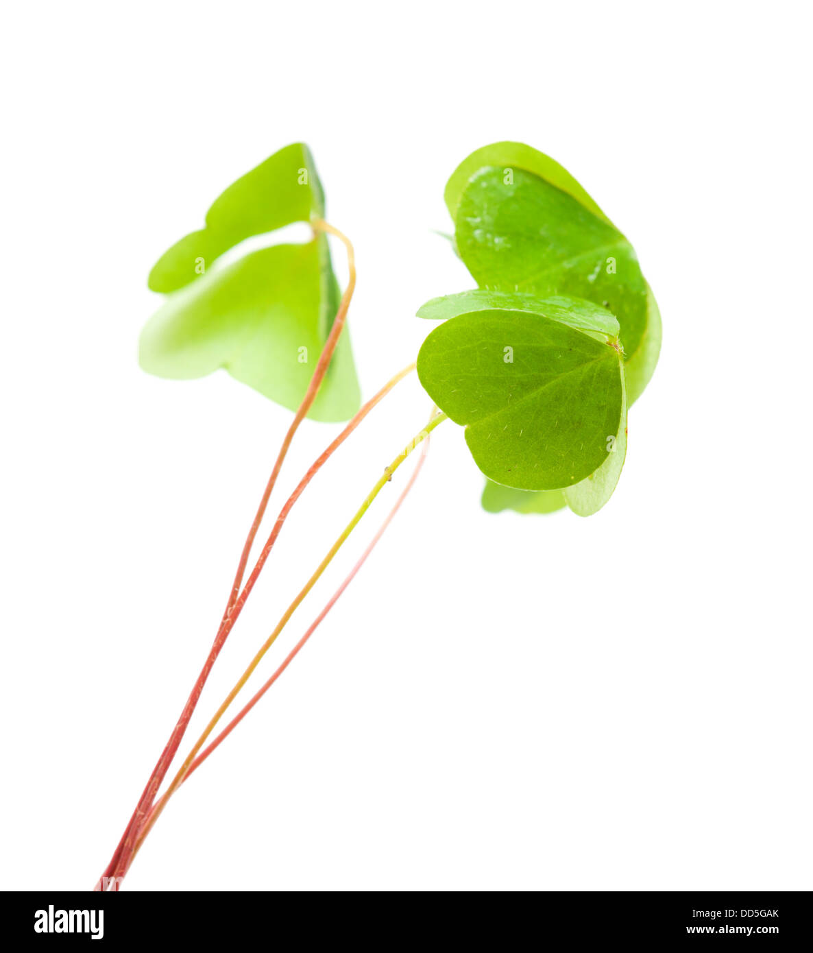 Humides feuilles oxalis pliée vert isolé sur fond blanc Banque D'Images