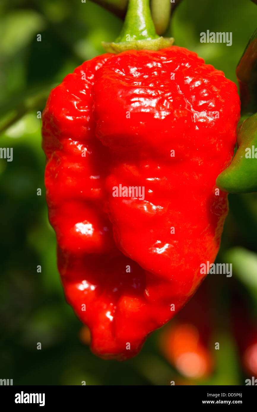 Close-up of a Spanish Naga piment (Capsicum chinense), l'un des piments les plus chaudes, la maturation au soleil. UK, 2013. Banque D'Images