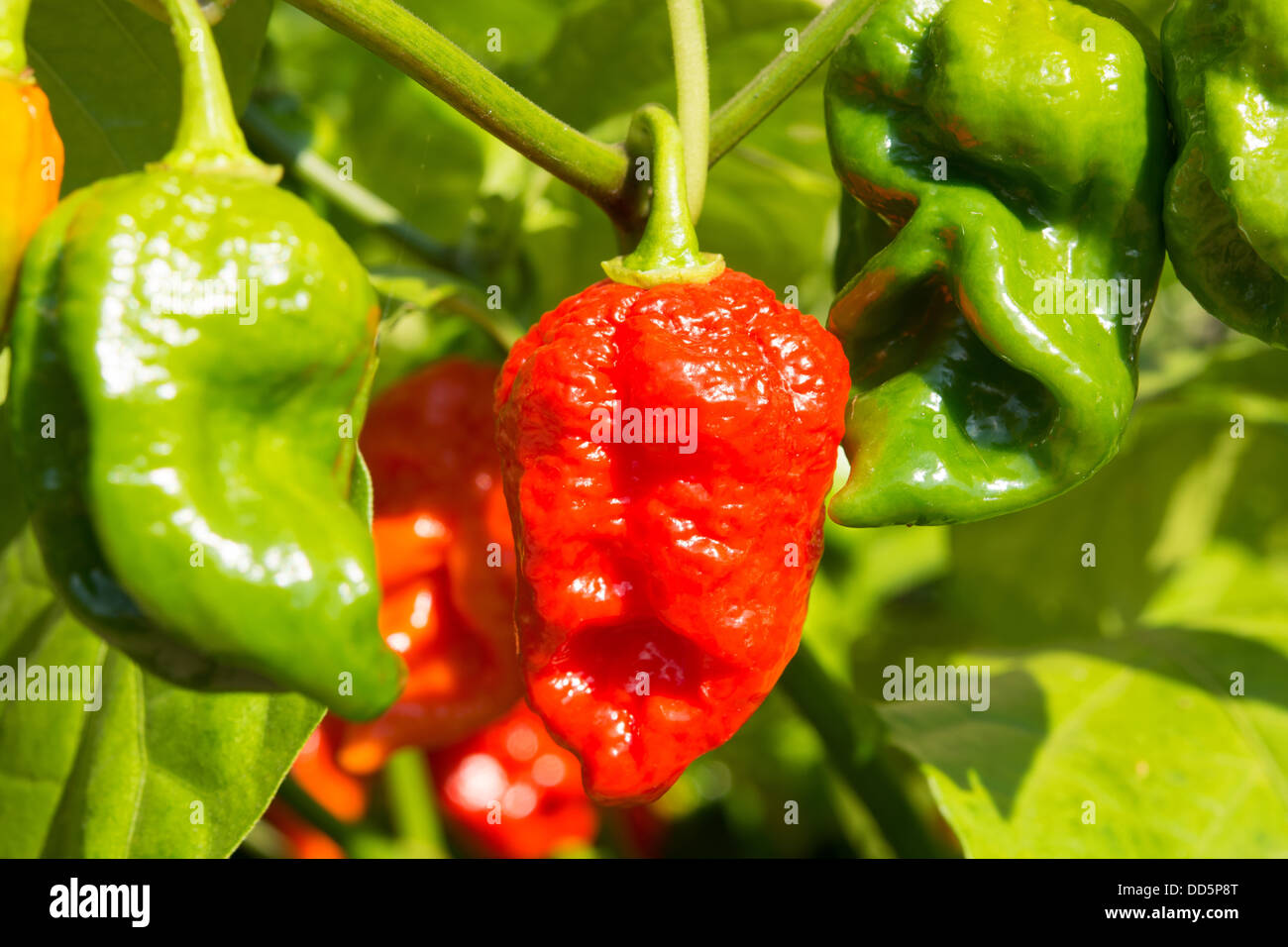 Naga espagnol extrêmement chaud (piments Capsicum chinense) de la maturation au soleil. Également connu sous le nom de Gibraltar Nagas. UK, 2013. Banque D'Images