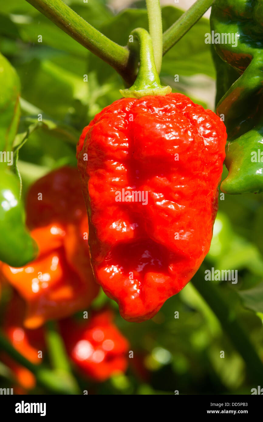 Naga espagnol extrêmement chaud (piments Capsicum chinense) de la maturation au soleil. Également connu sous le nom de Gibraltar Nagas. UK, 2013. Banque D'Images