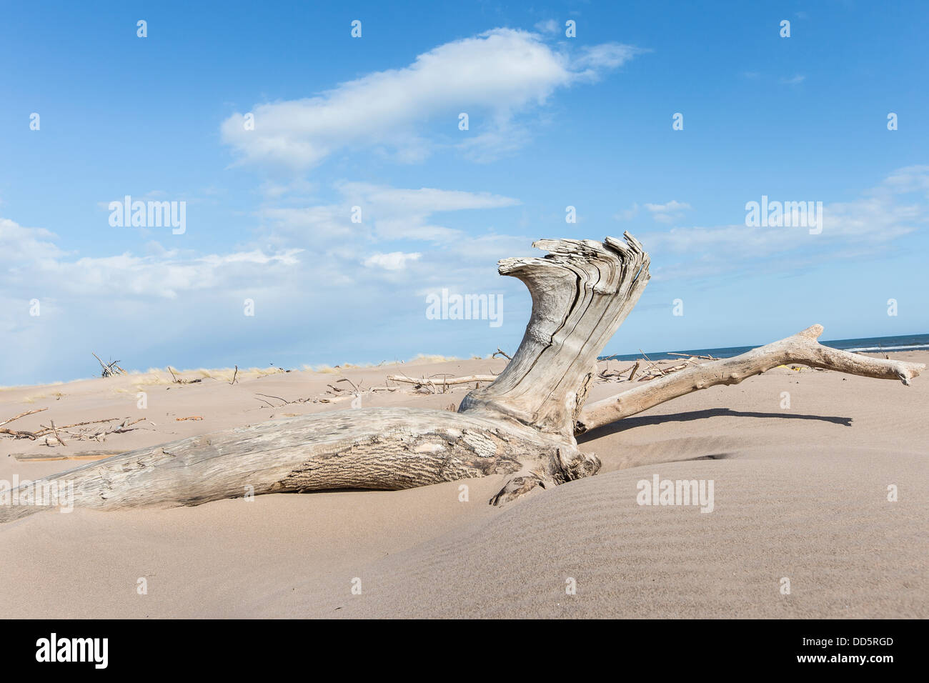 Driftwood & sand à St Cyrus en Ecosse Banque D'Images